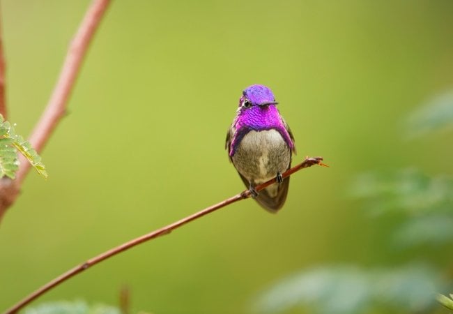 Hummingbird Life in Color David Attenborough